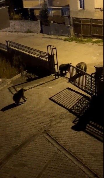 Boz Ayılar Sokaklara Indi! Güldüren Tepki Ne Buldun Da Yiyorsun