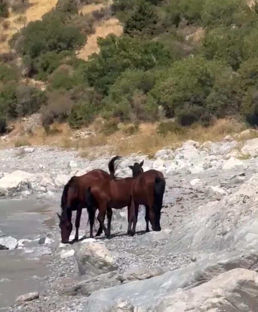 Bu Görüntüler Van'dan! Yılkı Atları Van Gölü Manzarasında 1