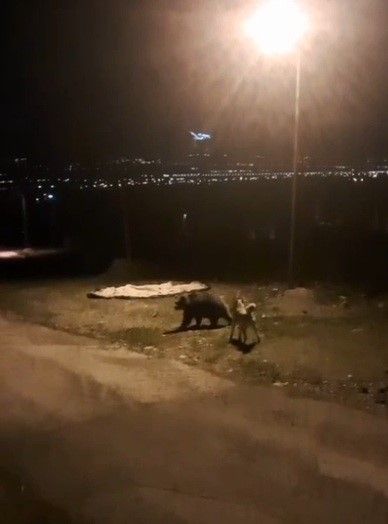 Dikkat Çeken Görüntüler Önce Ayılar, Şimdi Tilkiler 1