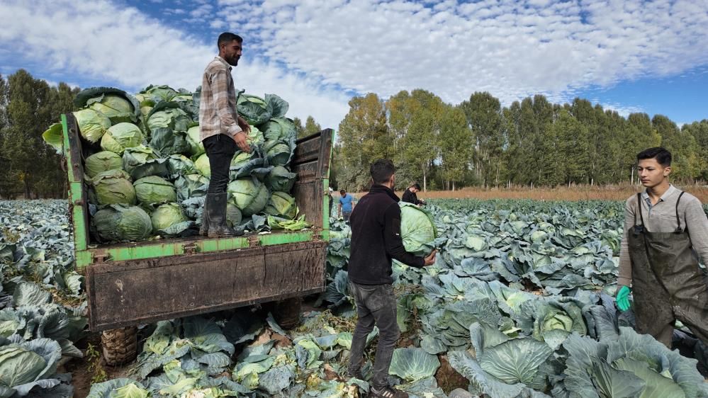 Diyarbakır, Van Ve Bitlis'e Gönderiliyor, Yüzlerce Çiftçinin Emeği Tezgahlara Geliyor 1