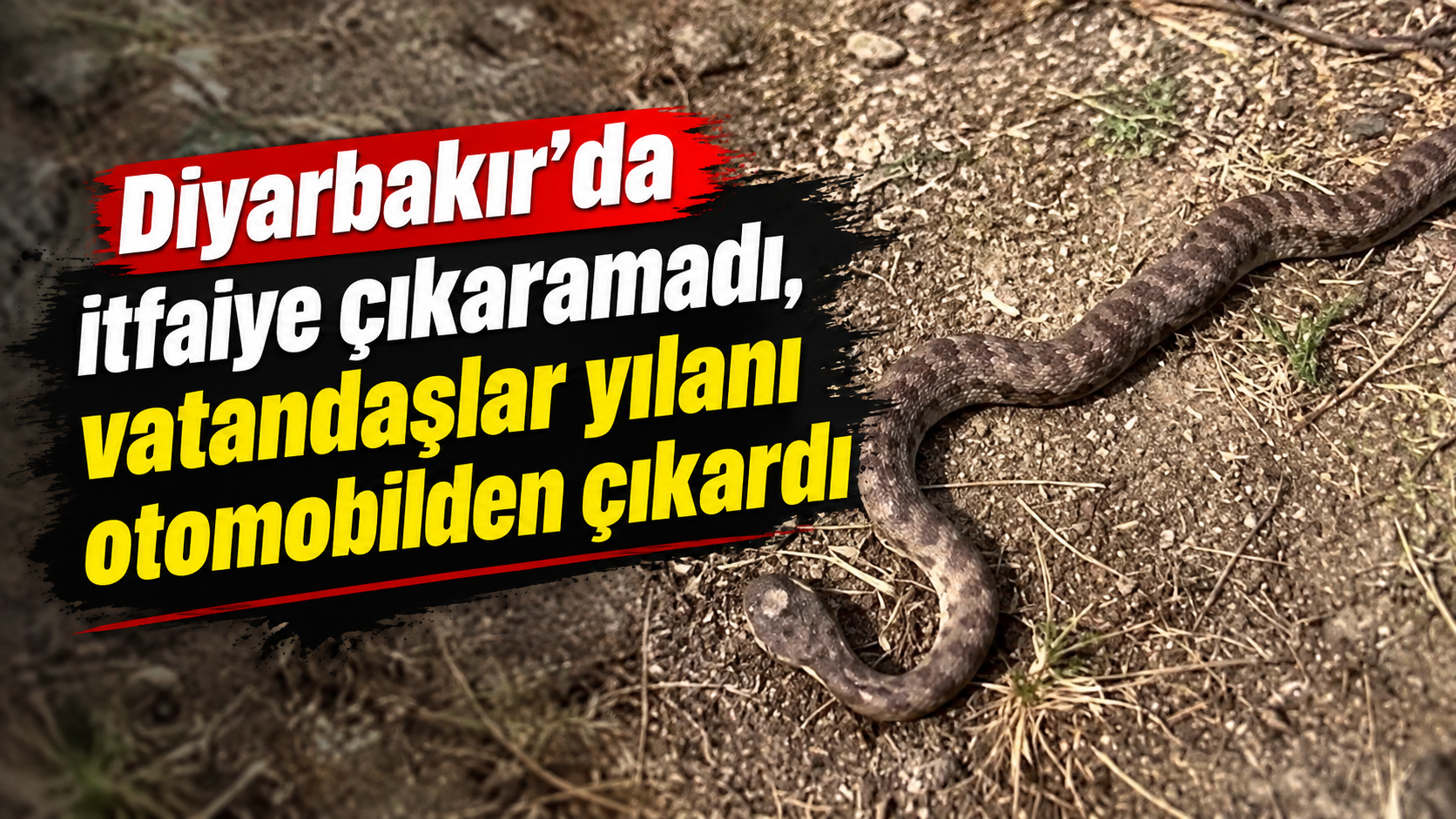 Diyarbakır'da itfaiye çıkaramadı, vatandaşlar yılanı otomobilden çıkardı
