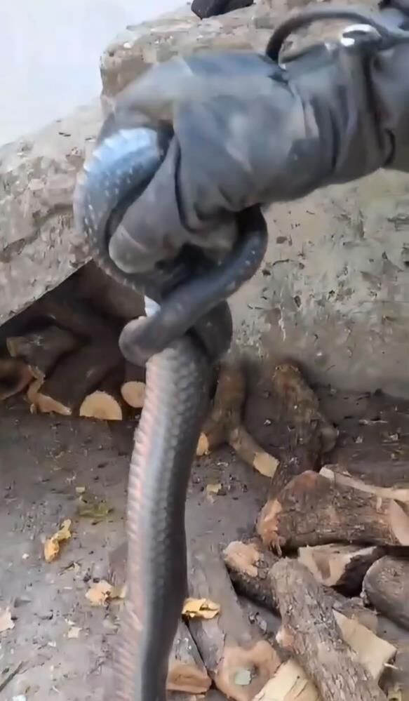 Diyarbakır'da Odunluğa Giren Yılan Paniğe Neden Oldu