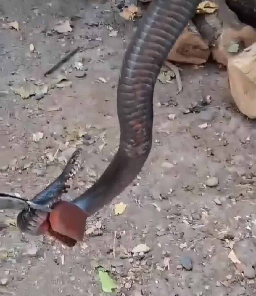Diyarbakır'da Odunluğa Giren Yılan Paniğe Neden Oldu1
