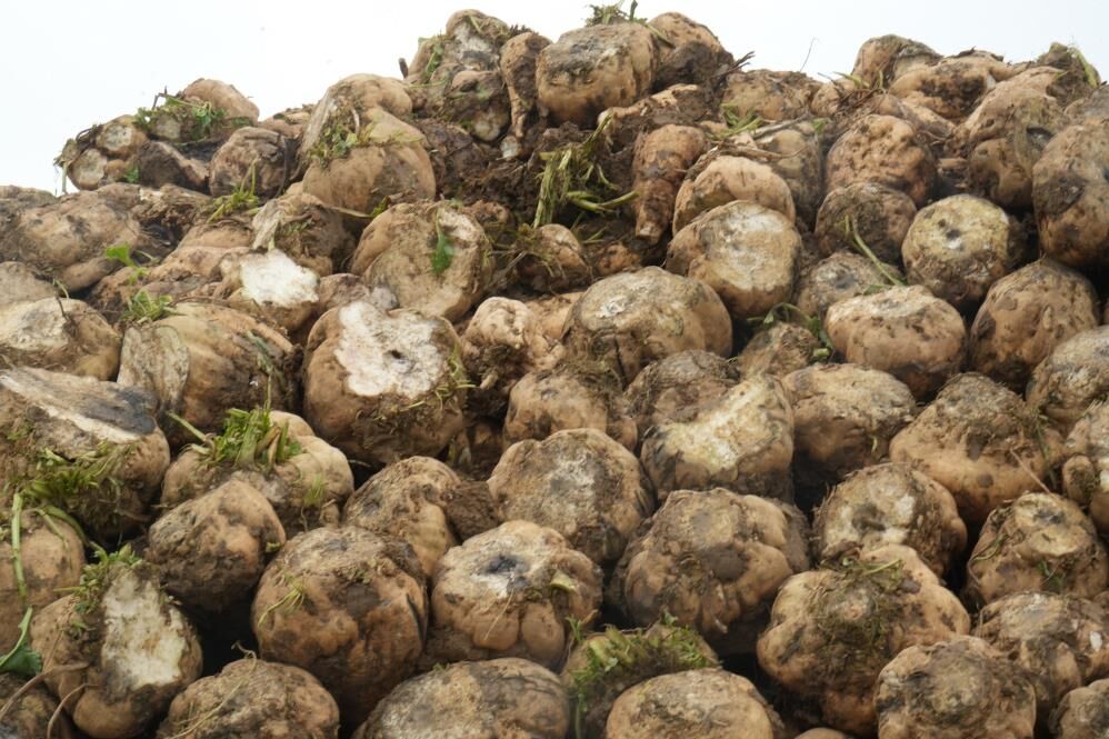 Muş'ta Bin 600 Çiftçinin Emeğinden 300 Bin Ton Ürün 3