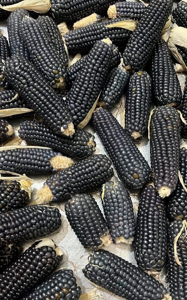 Oltu'da Yetişiyor! Siyah Mısırın Rengi Dikkat Çekiyor