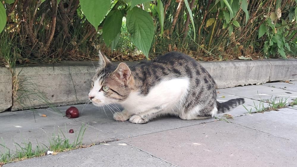 Ruslar Doğu Anadolu'da On Bin Kedinin Peşine Düştü-2