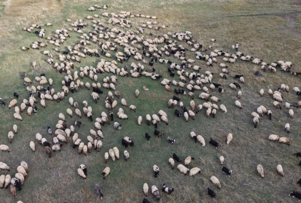 Soğuk Hava Göçü Başlattı Aileler Ve Sürüler Yollarda 1
