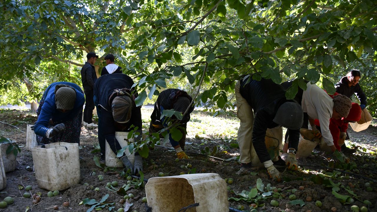 Adıyaman'da 900 ton ceviz hasat edildi