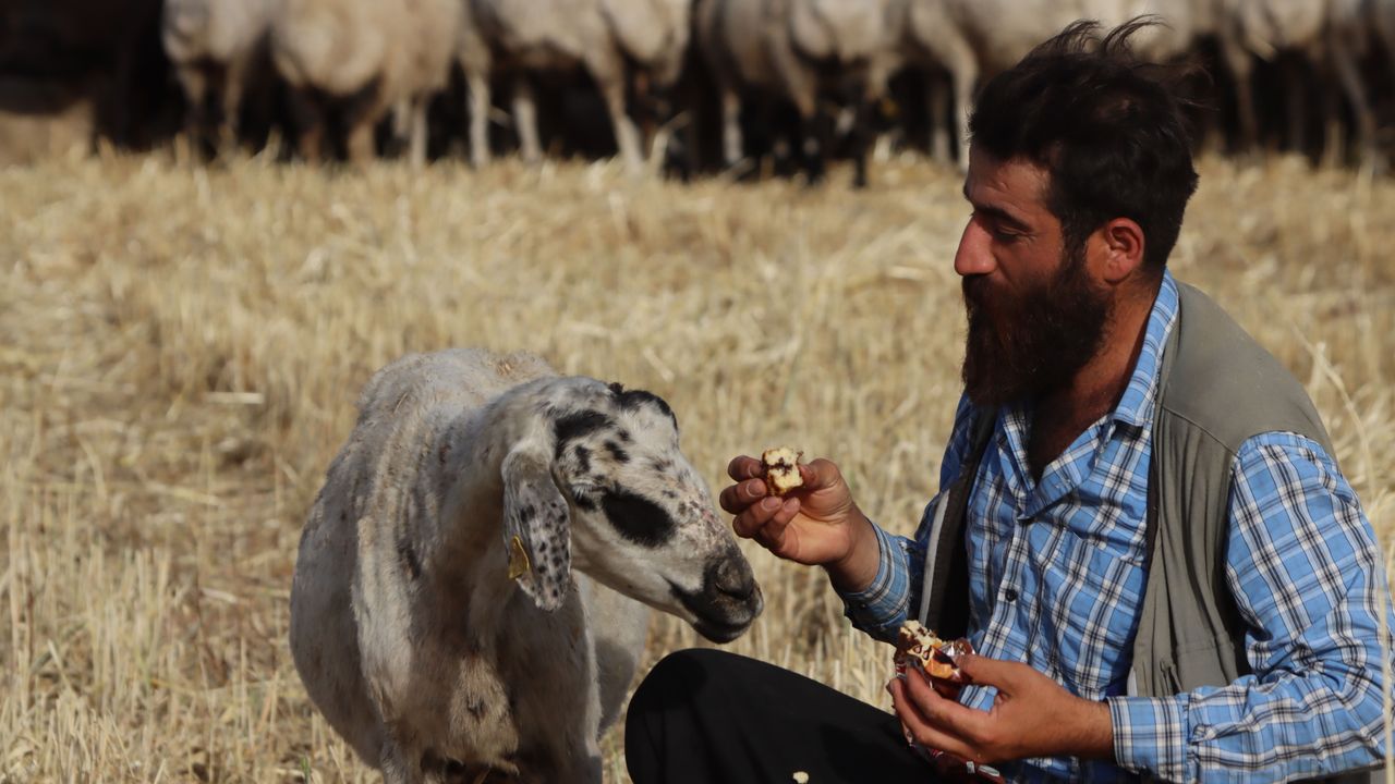 Şanlıurfalı çoban ile koyunu "Gülçin"in dostluğu gülümsetti