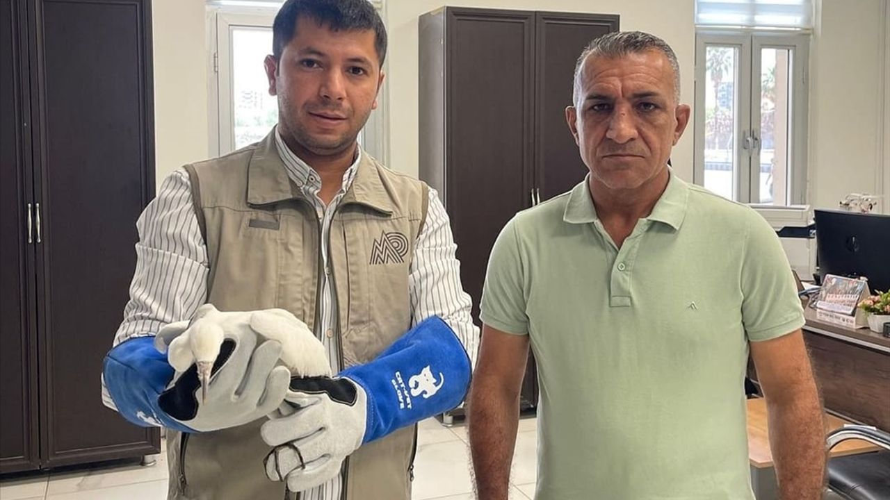 Şırnak'ta yaralı bulunan küçük ak balıkçıl tedavi altına alındı