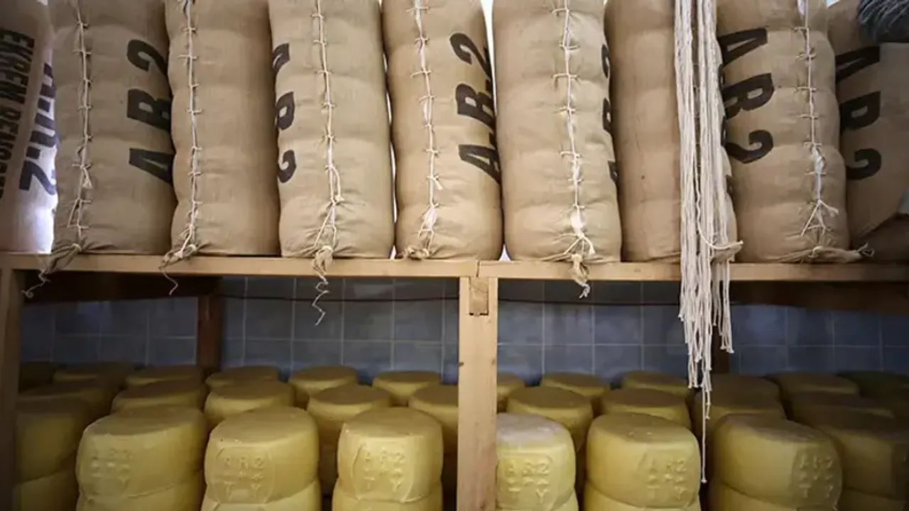 Coğrafi işaretli "Muş eski kaşarı"nın pazar alanı genişliyor