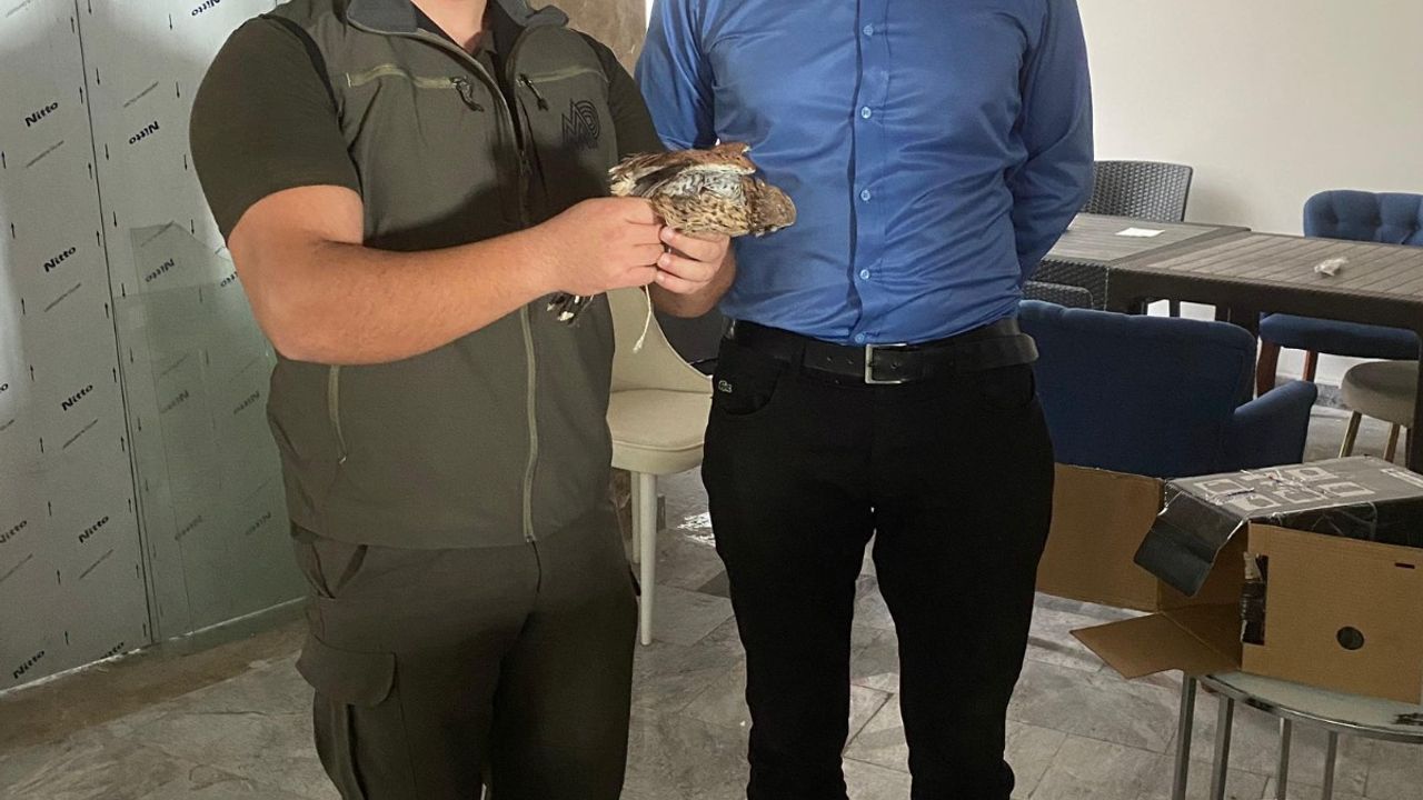 Şırnak'ta yaralı ve bitkin bulunan 4 kuş tedaviye alındı