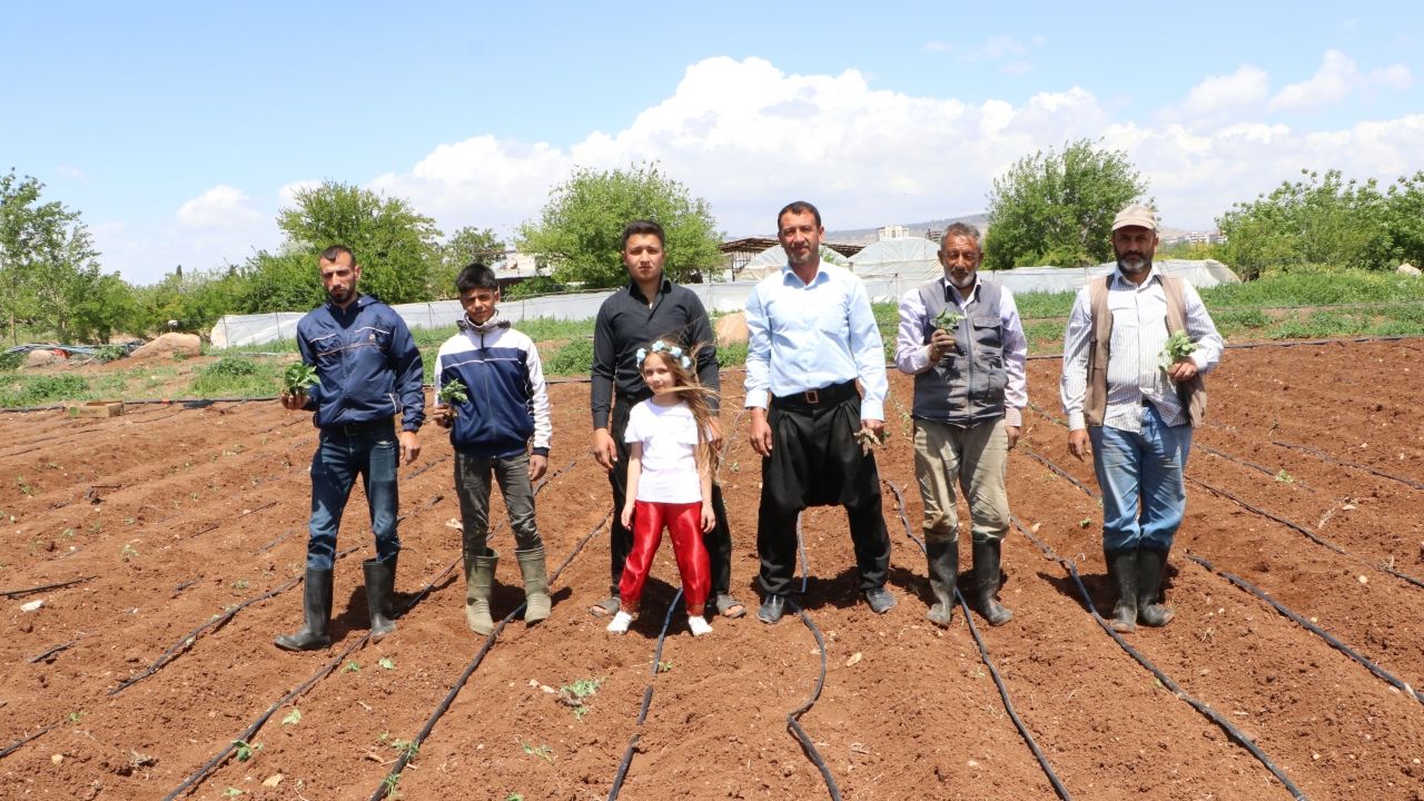 Kilis'te sebze fideleri toprakla buluştu