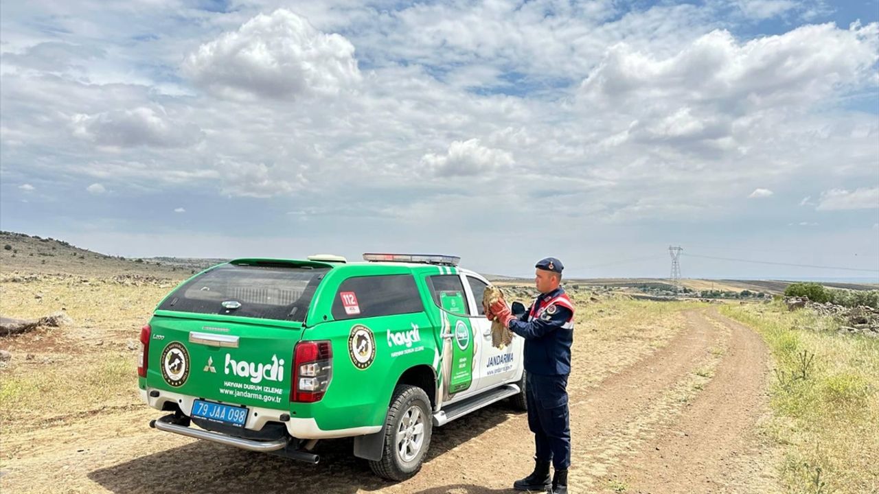 Kilis'te yaralı bulunan kızıl şahin koruma altına alındı