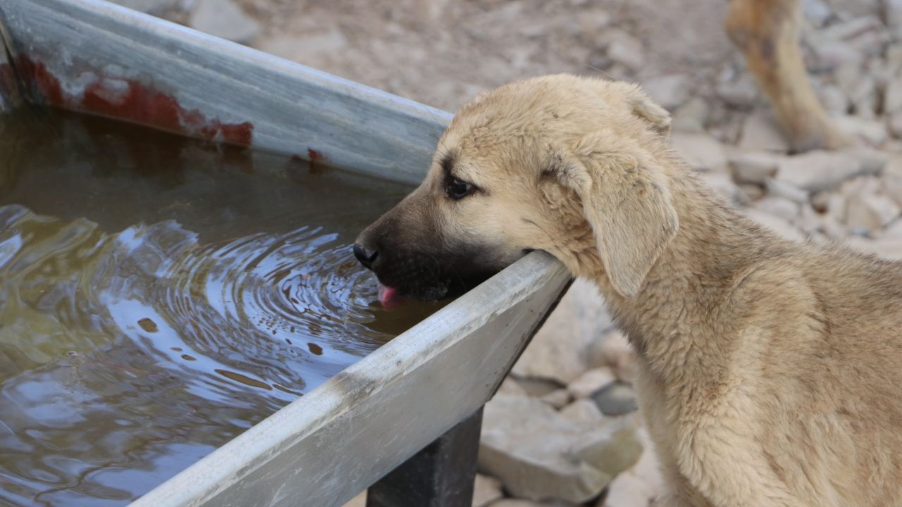 Kilis'te sahipsiz köpekler için özel yaşam alanı kuruldu
