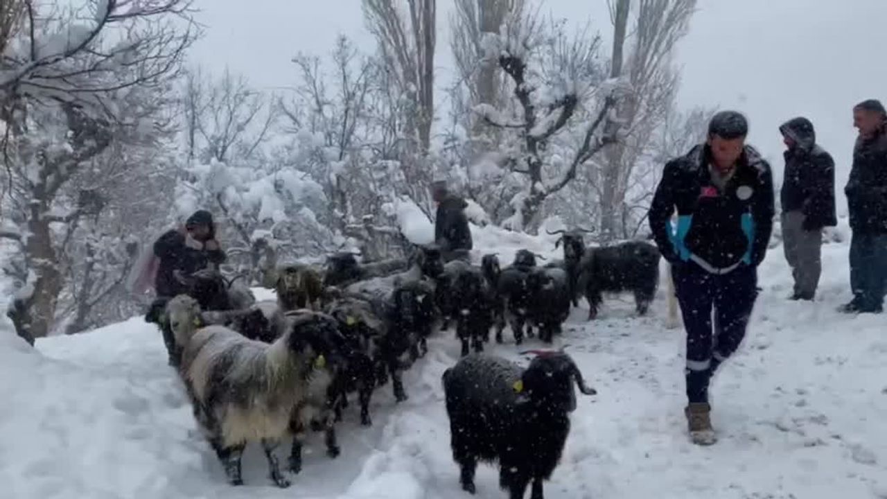 Bitlis'te mahsur kalan besicilerin yardımına ekipler yetişti