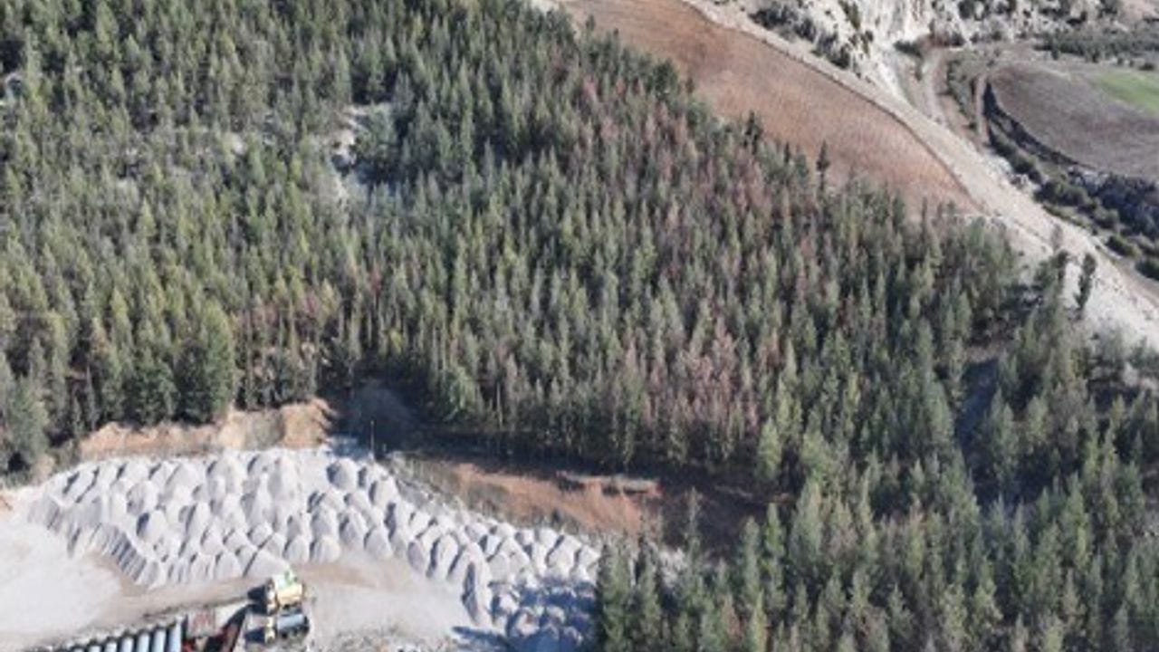 Kilis’te çam kabuk böceğine karşı feromonlu mücadele