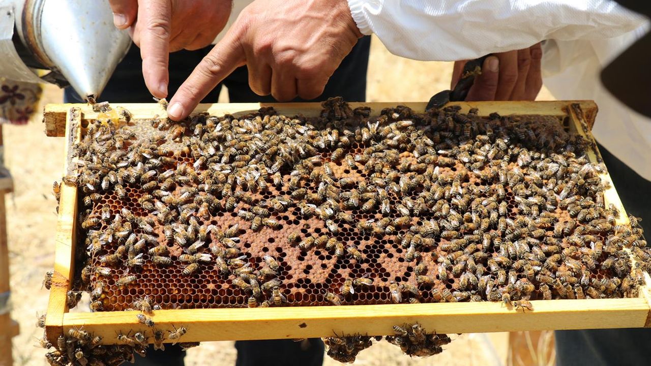 Siirt’te bal üretiminde markalaşma atağı