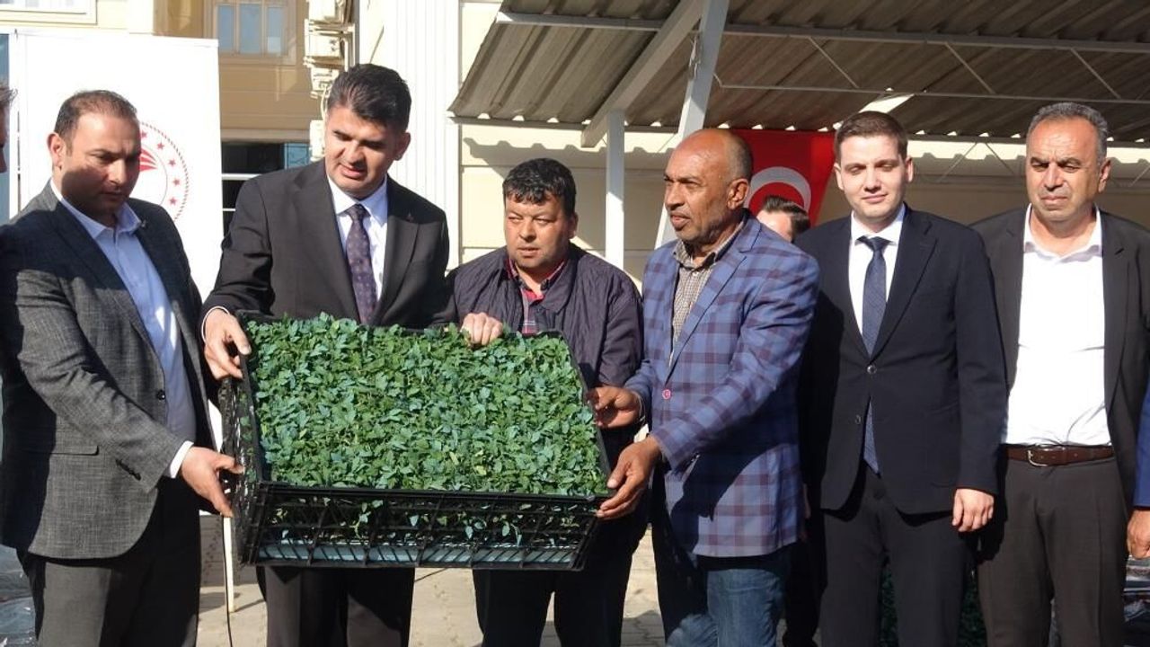 Kilis'te üreticilere fide ve şal desteği