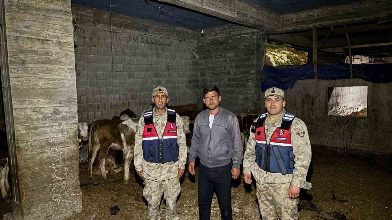 Kilis'te kaybolan 13 büyükbaş hayvan jandarma tarafından bulundu