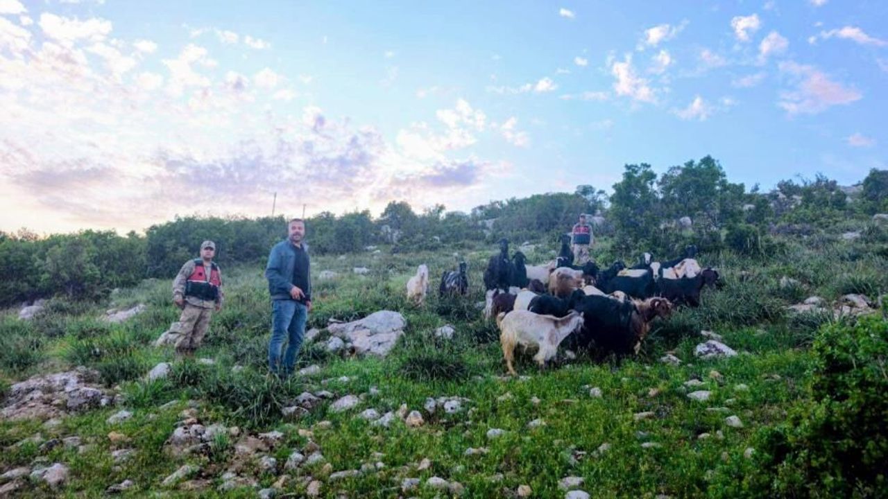 Kilis’te kaybolan 90 küçükbaş hayvan bulundu