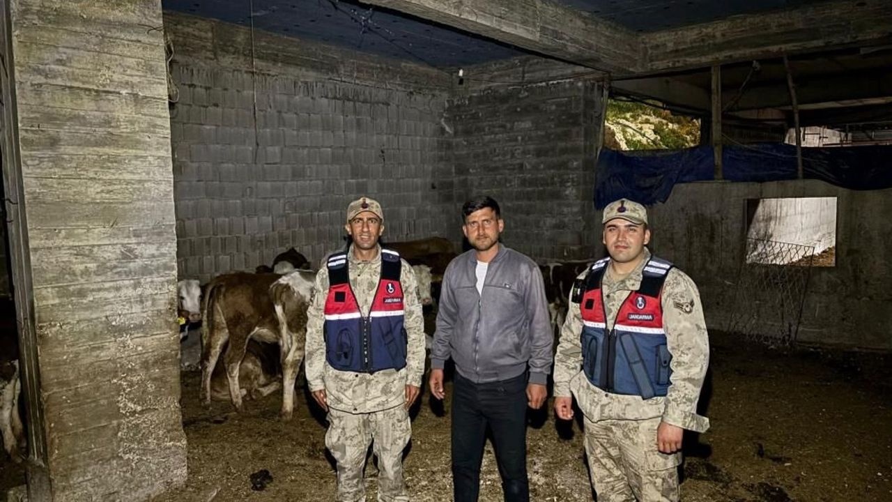 Kilis’te kaybolan büyükbaş hayvanlar jandarma tarafından bulundu