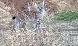 Nesli tehlike altında olan vaşak görüntülendi