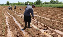 Tarımsal destekleme ödemeleri üreticilerin hesaplarına aktarılıyor