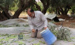 Mardin'de zeytin hasadı başladı