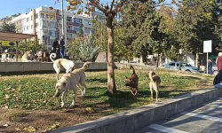 Şanlıurfa'da başıboş sokak köpekleri toplatılıyor