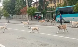 Türkiye'de 4 milyona yakın başıboş köpek var