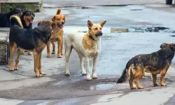 DSÖ: Kuduz vakalarının yüzde 99'u sahipsiz köpek kaynaklı