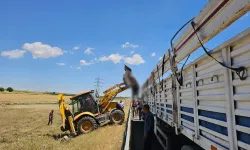 Şanlıurfa'daki kazada telef olan hayvanlar kireçlenerek derin çukurlara gömüldü