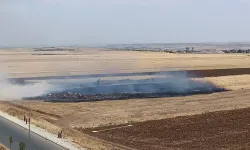 Şanlıurfa Siverek'te tarla yangını