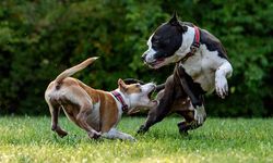 Türkiye'de en az 4 milyon başıboş sokak köpeği bulunuyor