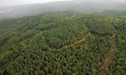 Mardin'de orman yasağı