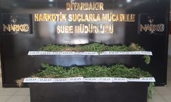 Hevsel Bahçeleri'nde 3 bin 267 kök Hint keneviri ele geçirildi