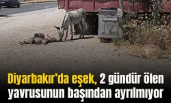 Diyarbakır'ı duygulandıran eşek!