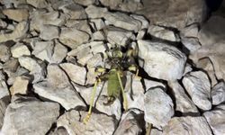 Nemrut Dağı'nda etçil çekirge görüldü