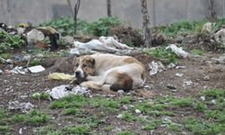 Sokaklar güvenli değil: Başıboş köpekler kız çocuğunu yaraladı