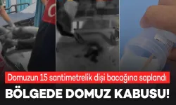 Diyarbakır'da domuz vahşeti: 1 yaralı