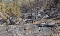 Manisa ve Uşak'taki orman yangınları kontrol altına alındı