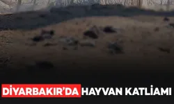 Belediyeler uyuyor: Diyarbakır'da başıboş köpekler halkın malına ve canına kast ediyor