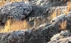 Adıyaman'da nesli tükenme tehlikesi altındaki çizgili sırtlan görüntülendi