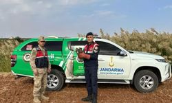 Kilis'te bulunan kızıl şahin koruma altına alındı