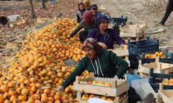 Adıyaman'da hurmadan 13 bin ton rekolte bekleniyor