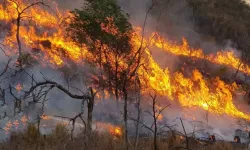 Hatay'da orman yangını