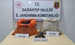 Gaziantep'te zeytin çalan şüpheli tutuklandı