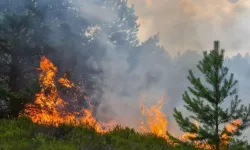 Hatay'da çıkan orman yangınına müdahale sürüyor