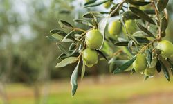 Nizip'te zeytin festivali düzenlendi